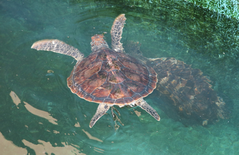 Tour chương trình trải nghiệm công tác bảo tồn rùa biển